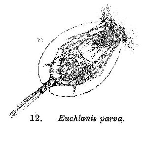Rousselet, C F (1892): Journal of the Quekett Microscopical Club (ser. 2) 4 p.369, pl.24, fig.12
